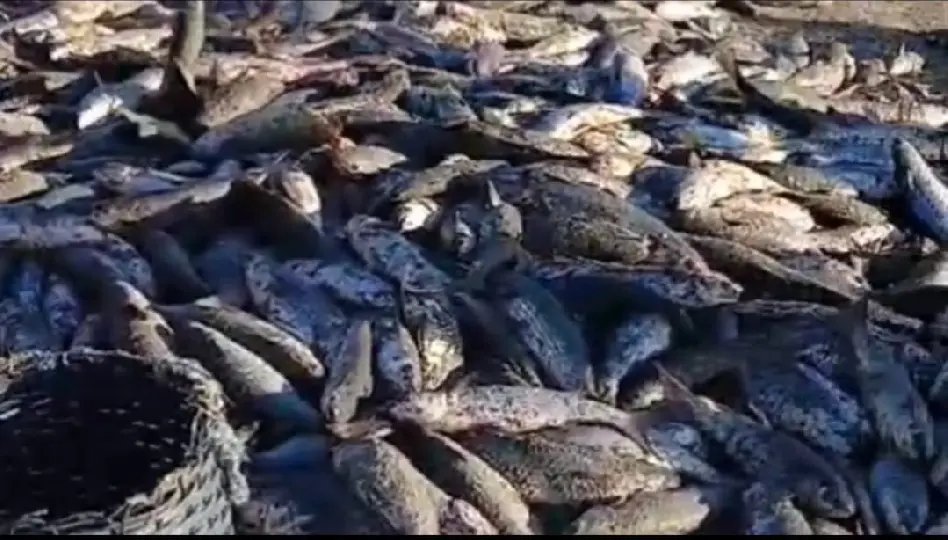 (VÍDEO) Pesca da tainha está rendendo em várias regiões