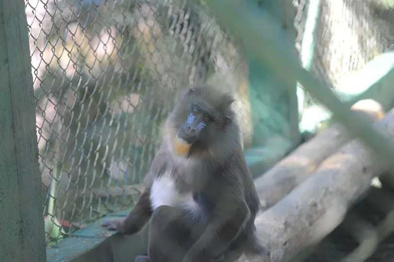 Semana do Meio Ambiente vai permitir interação entre crianças e animais do Zoo 