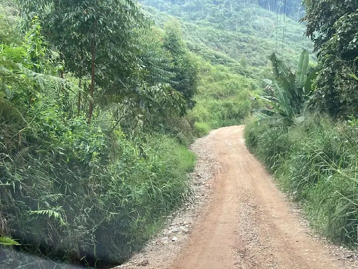 (VÍDEO) Mato está tomando conta das margens da SC 043