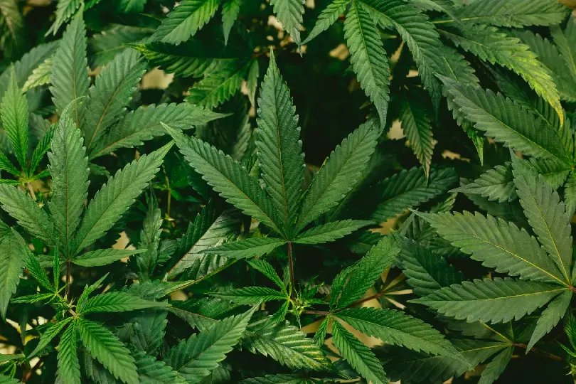 STF fixa 40g de maconha para diferenciar usuário de traficante