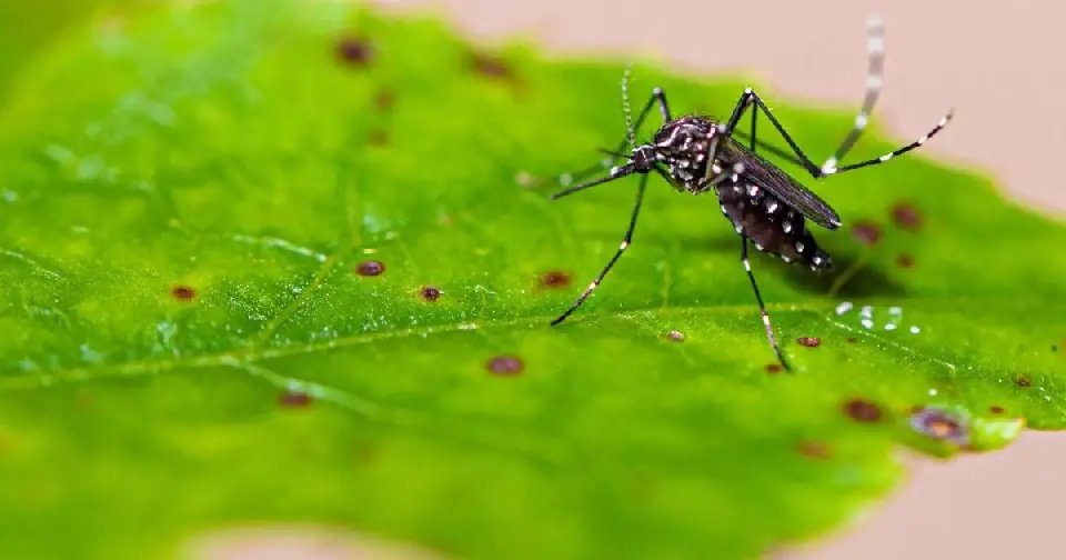 Dengue mantém tendência de queda em Brusque