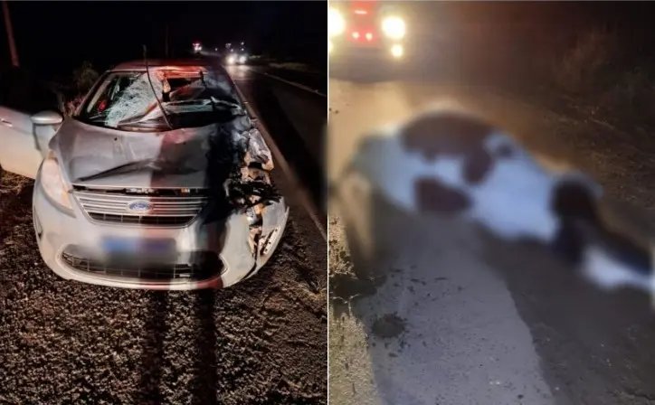 Vaca morre atropelada e carro tem frente destruída