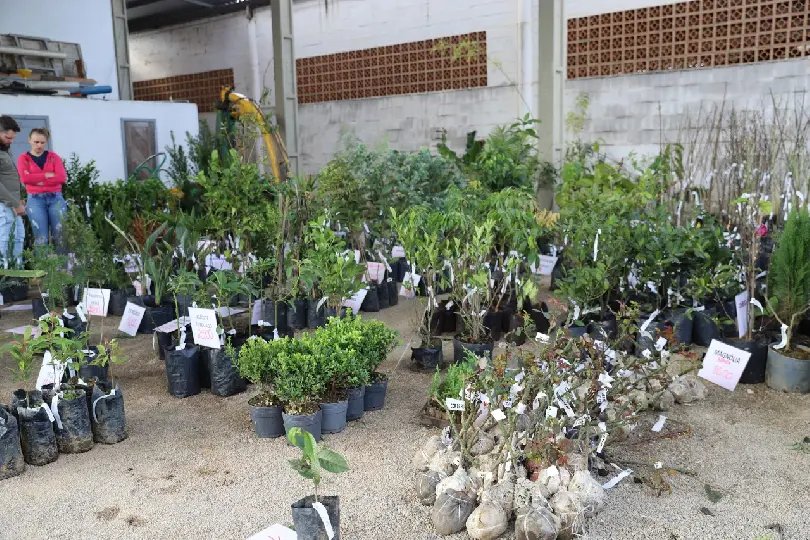 Feirão de mudas frutíferas e ornamentais acontece este mês