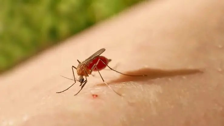 Botuverá é uma das cidades mais afetadas pela Oropouche