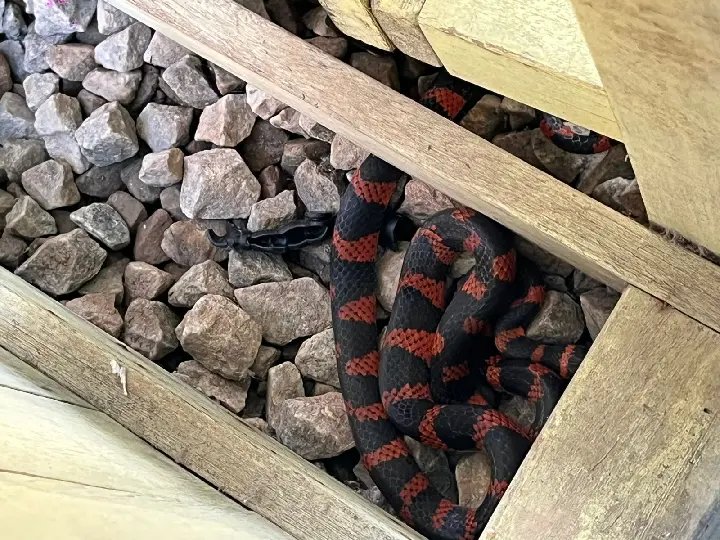Criança encontra cobra-coral enquanto brincava em creche