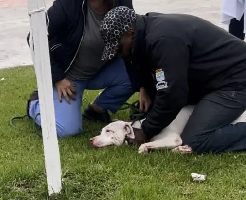 Criança de três anos fica ferida após ataque de Pitbull