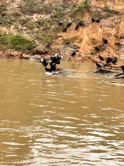 Capivara morta no rio de Brusque é confundida com corpo humano 