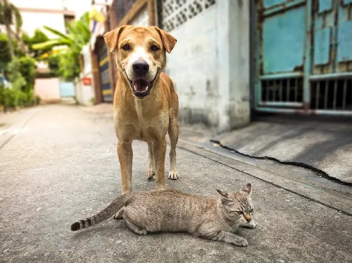 Mutirão de castração animal ainda tem vagas