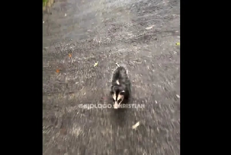 (VIDEO) Biólogo leva 'corridão' de gambá furioso em Jaraguá do Sul