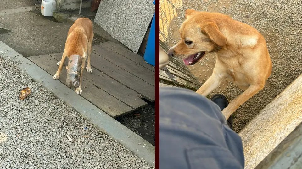 Bombeiros resgatam cachorro com cabeça presa em garrafa