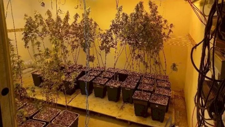 Traficante é preso com 249 pés de maconha em galpão