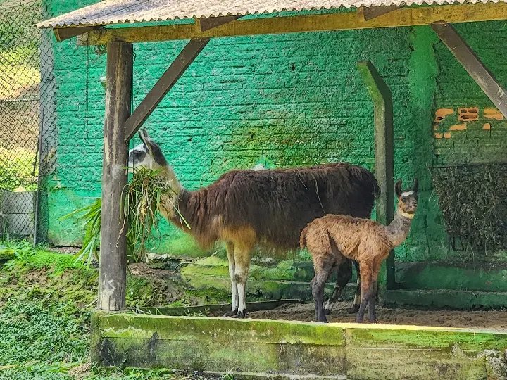 (VIDEO) Conheça o novo morador do Parque Zoobotânico