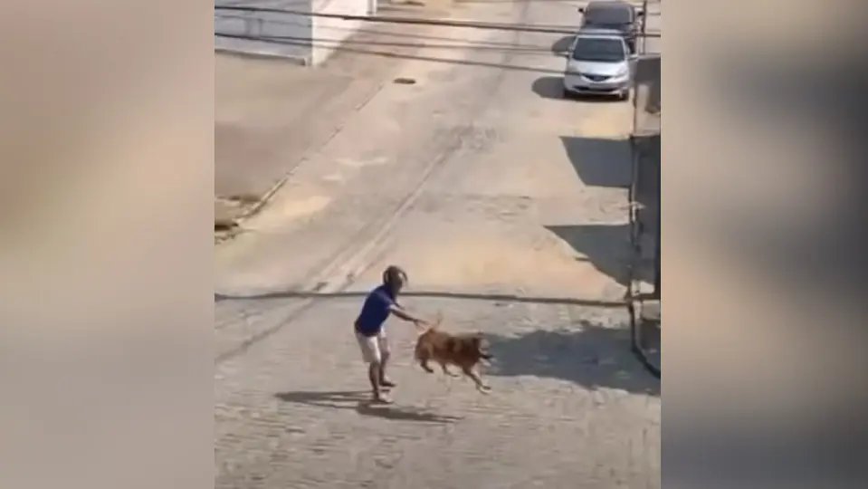 (VÍDEO) Suposto dono de cachorro é flagrado cometendo maus-tratos, em Brusque
