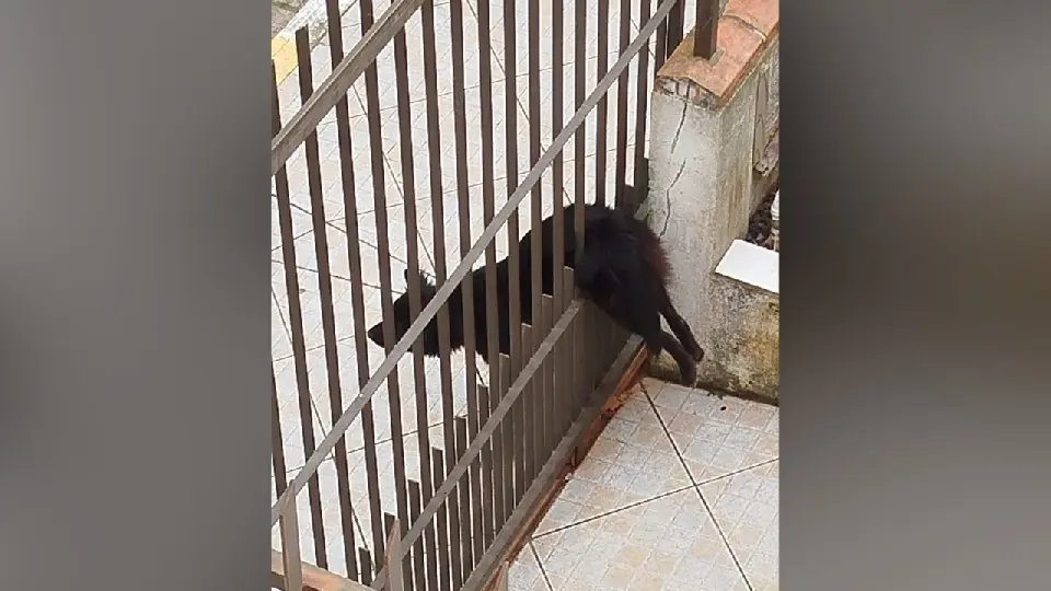 Cãozinho fica preso em portão de residência ao tentar fugir