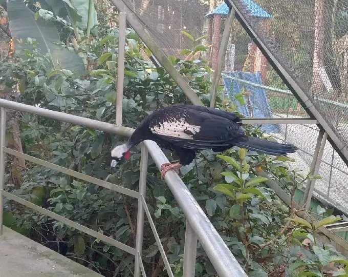 Jacutinga, ave em extinção, é nova moradora do Zoobotânico