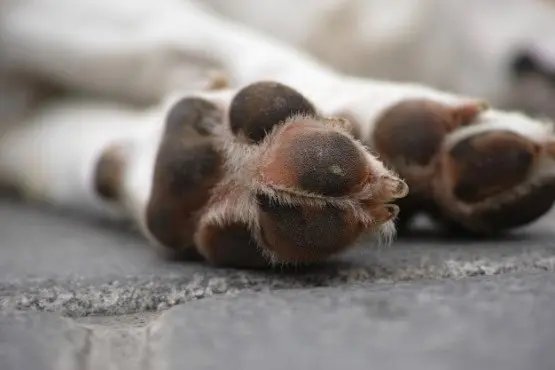 Homem é condenado por maus-tratos a animais após agredir cão