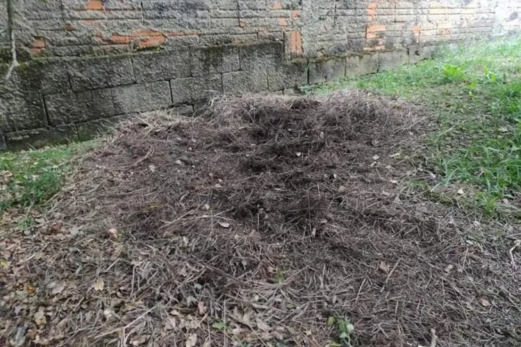 Corpo de mulher encontrada morta tinha sinais de queimadura, diz polícia