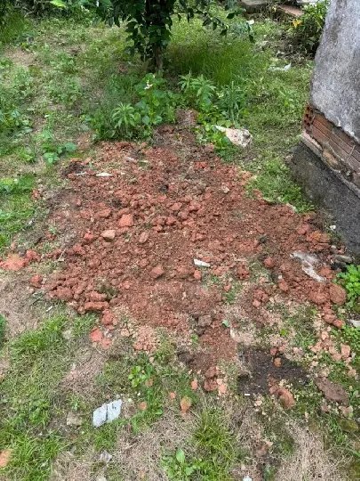 "Para não vê-lo sofrer": mulher enterra cachorro ainda vivo e acaba presa