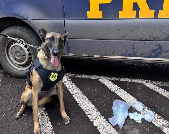 Cadela da PRF encontra cocaína escondida em carro
