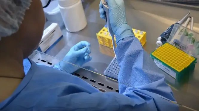 Nova variante do vírus da Covid-19 é identificada em Santa Catarina