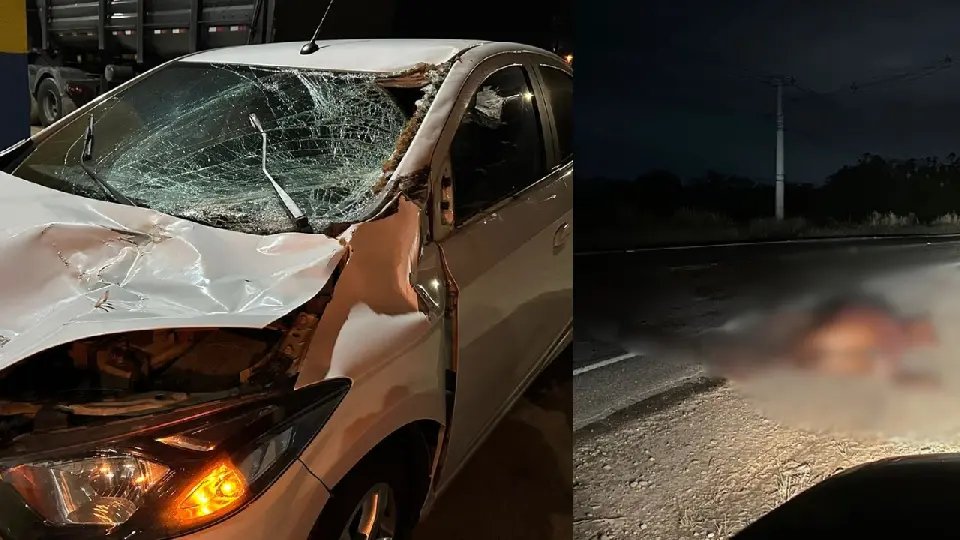 Cavalo no meio da rodovia provoca grave acidente