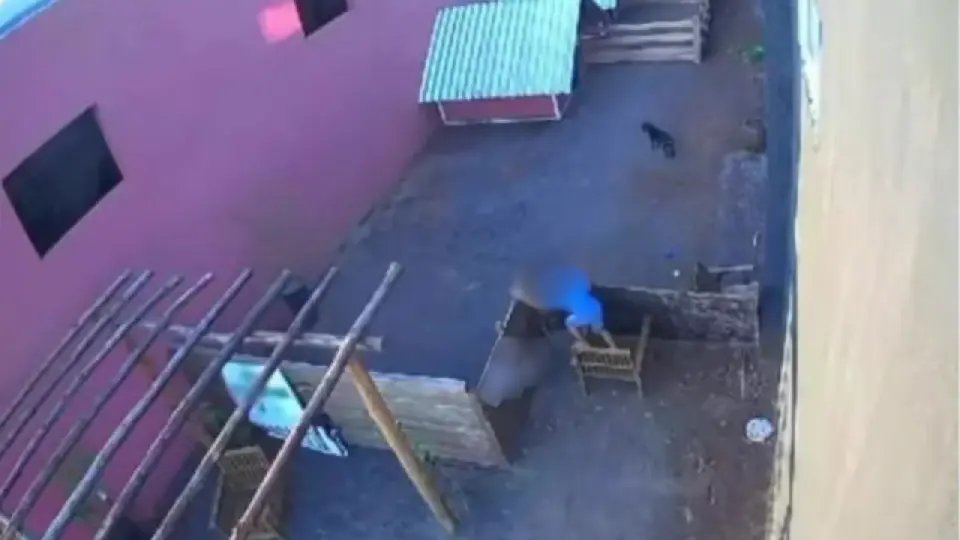 Criança de 9 anos invade hospital veterinário e mata 23 animais no Paraná