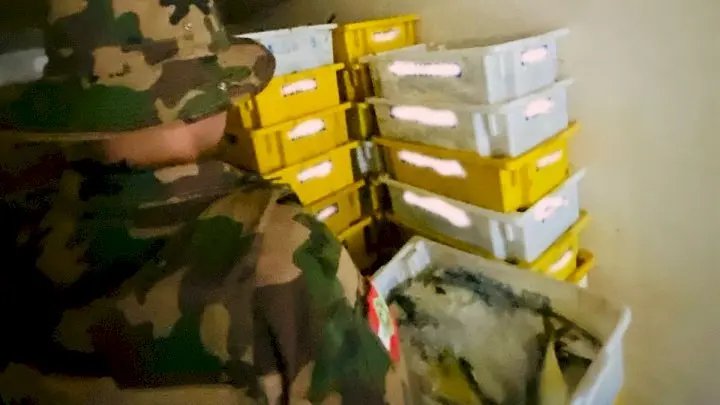 Seis toneladas de pescado são apreendidas durante fiscalização