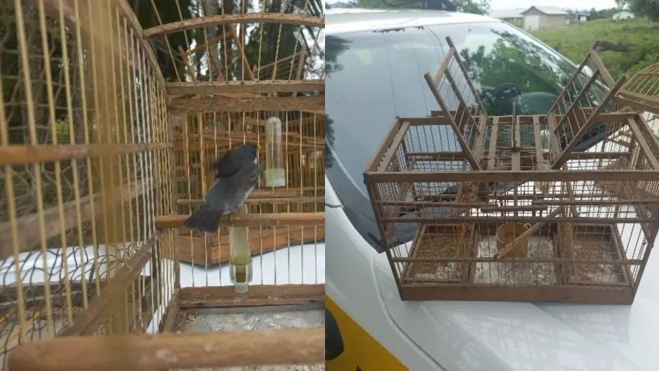 Idoso envolvido em crime ambiental é descoberto pela polícia