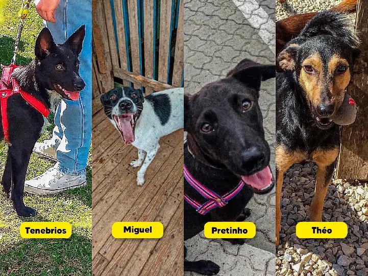 Bem-Estar Animal procura lar definitivo para cães resgatados  