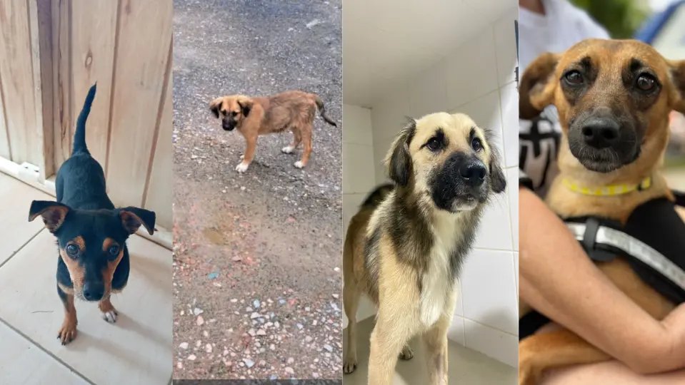 Setor de Bem-Estar Animal busca por lares definitivos para cães resgatados 