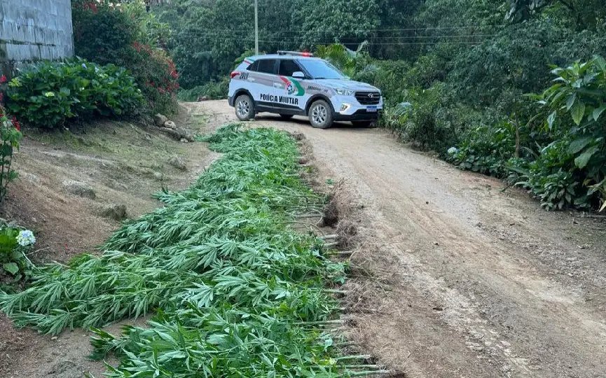 Plantação de maconha com mais de 100 pés é encontrada pela PM
