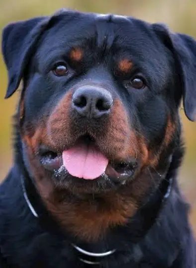 Polícia prende investigado por envenenar e matar animais em Joinville