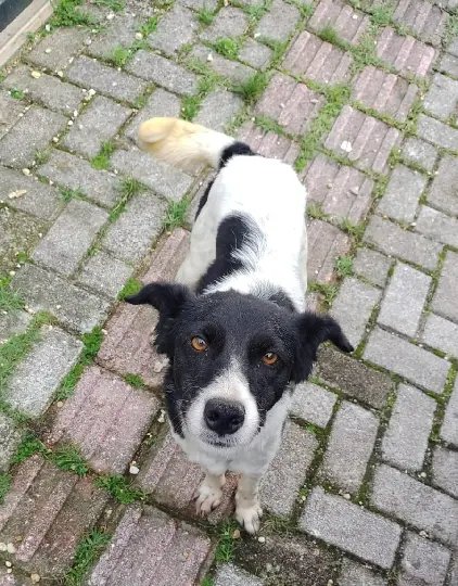 ONG Vidaa promoverá bingo em prol dos animais