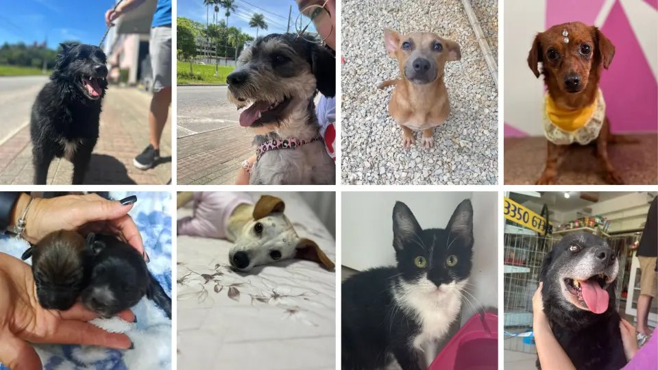 Cães e gatos resgatados buscam por lares definitivos