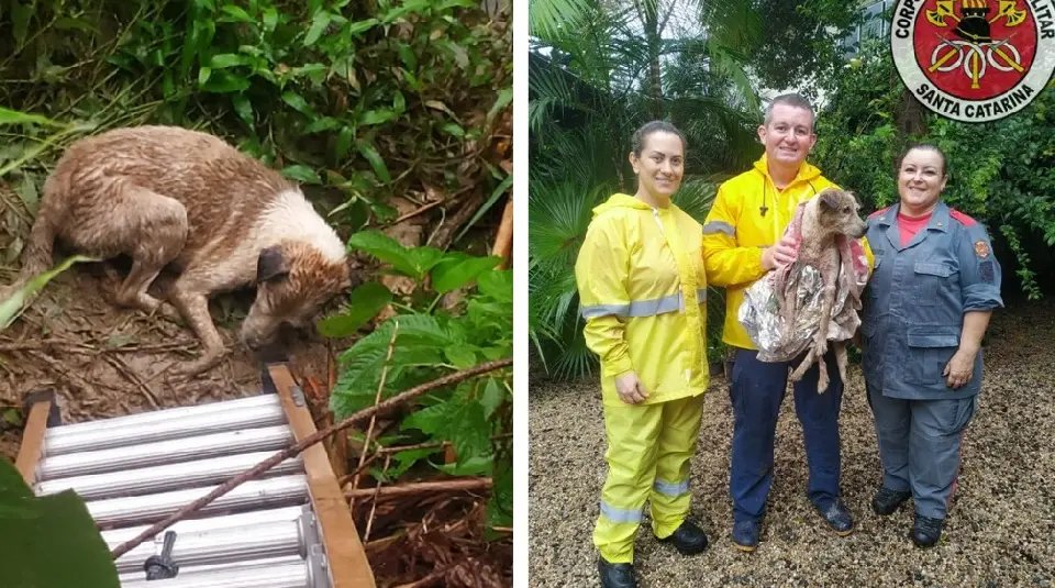 Bombeiros resgatam cachorro em local de risco 