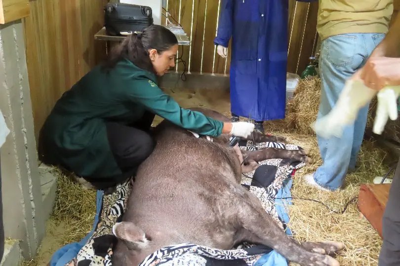 Anta do Zoo de Brusque passa por check-up