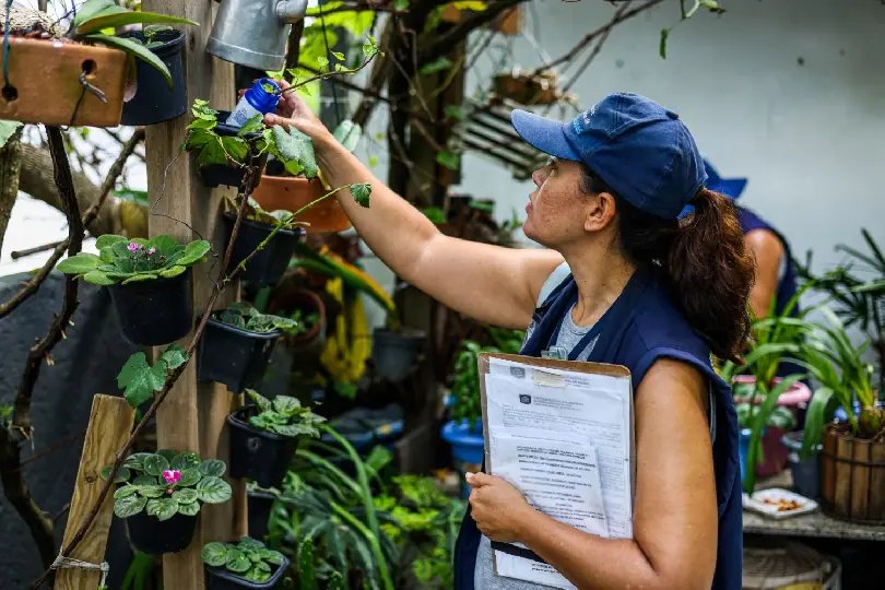 Combate à dengue: Secretaria da Saúde recomenda ações