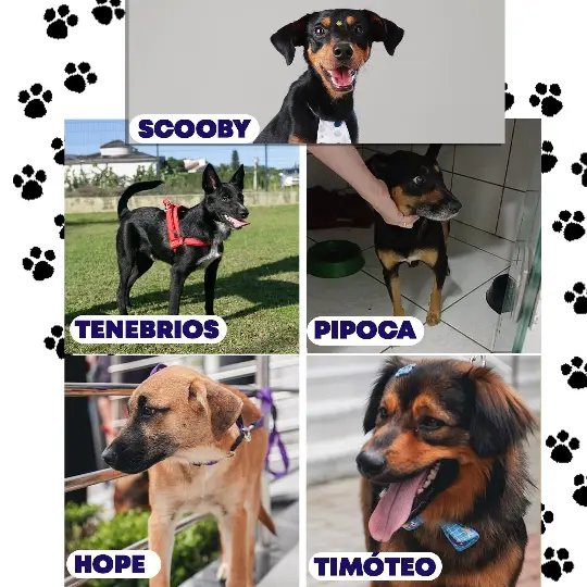 Confira os cães resgatados que aguardam por adoção