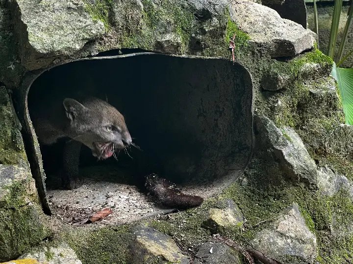 Gato-mourisco é o novo integrante do Zoobotânico 