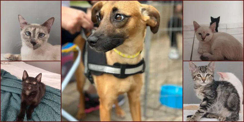 Bem Estar Animal: Cães resgatados estão em busca de um lar