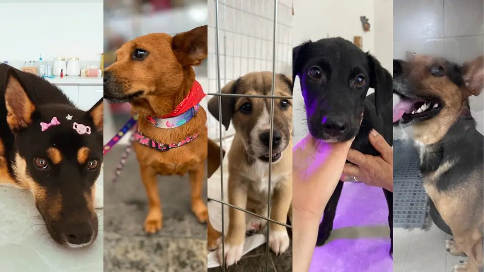 Cães resgatados buscam por lares definitivos