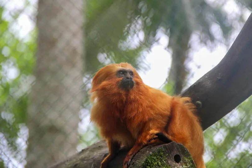 Mico-leão-dourado é o novo morador do Zoobotânico