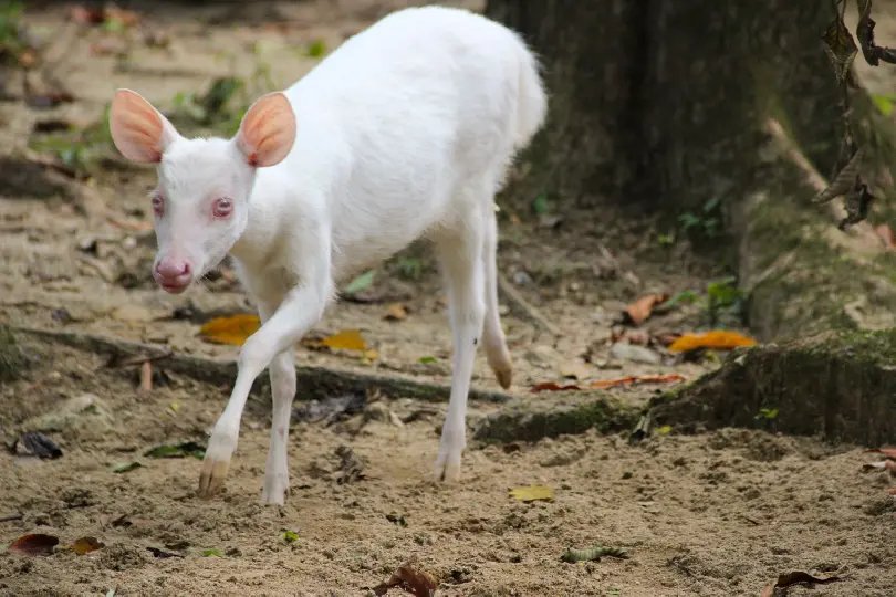 Zoo de Brusque é o primeiro a receber um veado albino