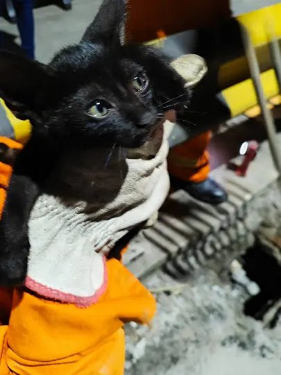 Bombeiros resgatam filhote de gato preso em bueiro