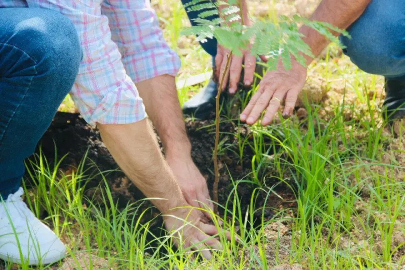 Plantio de 100 mudas de árvores compensa emissões de carbono da Fenarreco 2024