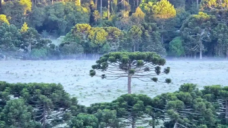 Geada em pleno verão surpreende moradores e turistas na Serra Catarinense