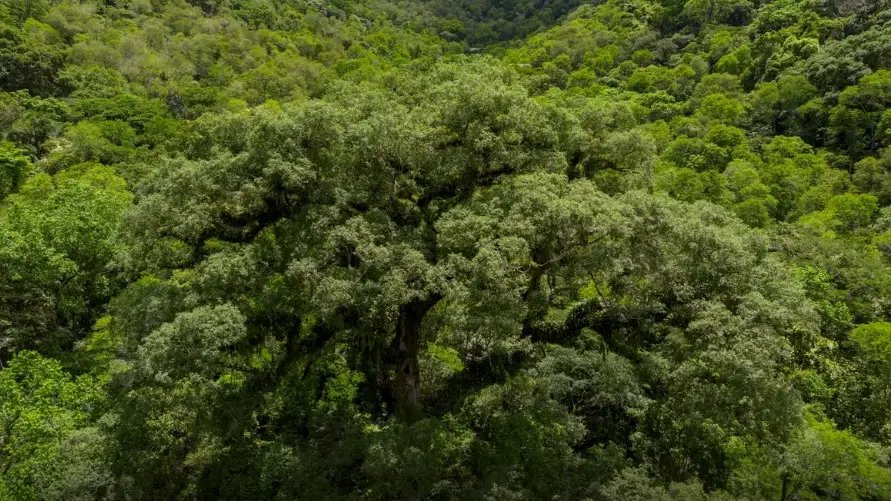 Aberta consulta pública para plano de prevenção da Mata Atlântica