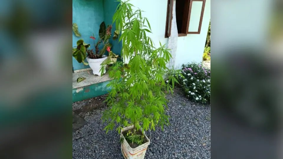 Filho leva pé de maconha para casa e mãe aciona a polícia