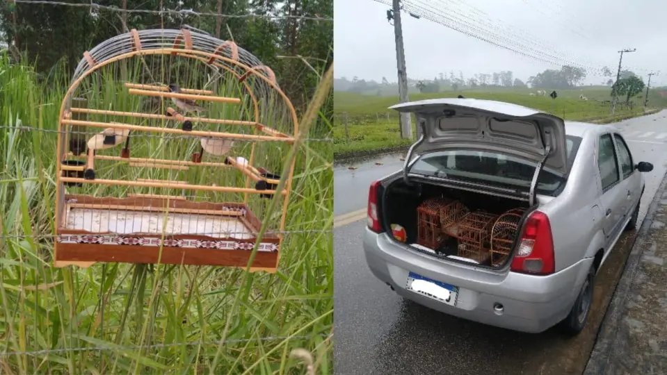 Polícia recebe denúncias e localiza suspeitos de crime ambiental