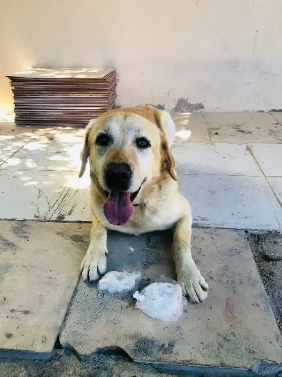 Cão de faro da PM encontra drogas em casa abandonada